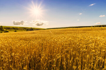 Scenic view at beautiful summer day in a wheaten shiny field with golden wheat and sun rays, deep blue cloudy sky and road, rows leading far away, valley landscape