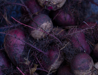 fresh beets in the garden with soil and tops