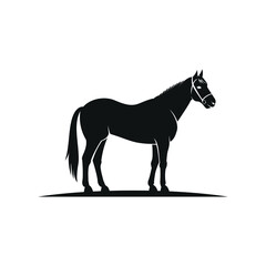 black horse wearing horse halter standing