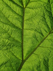 Obraz premium Life in Green