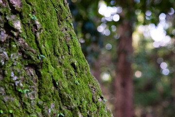 苔の付いた木
