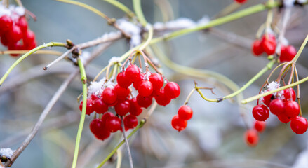 red berry viburnum under the snow on a tree