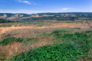 Wild flowers on a meadow in a countryside. Rowena Crest in Oregon