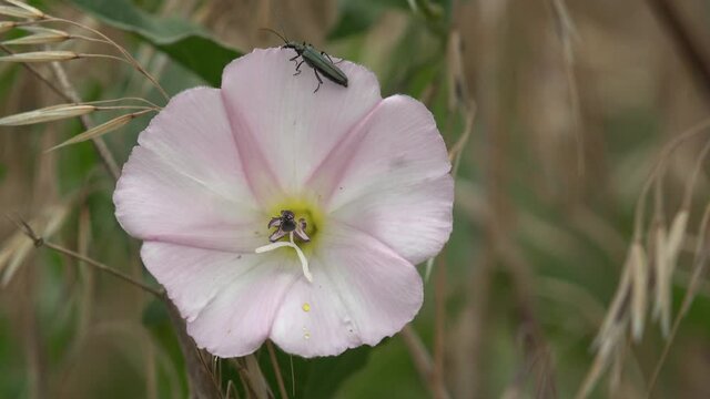 Beetles sit in climbing or creeping herbaceous perennial plant Convolvulus arvensis (field bindweed) is species of bindweed that is rhizomatous and is in the morning glory family Convolvulaceae