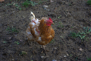 a battered red hen in the barnyard