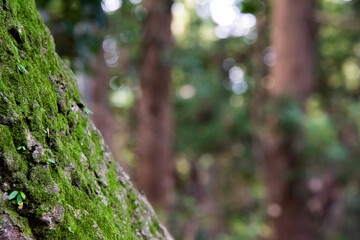 苔の付いた木