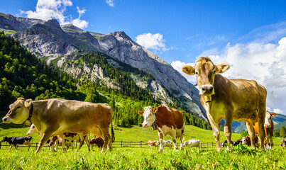 nice cow at the eng alm in austria - obrazy, fototapety, plakaty
