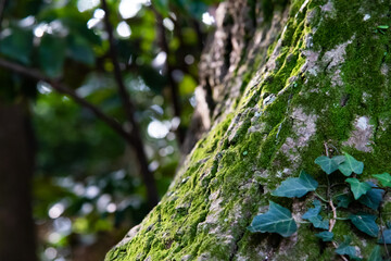 苔の付いた木