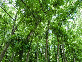 tree formations in the rainforest. natural trees for background design.