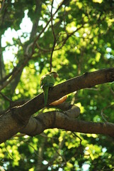 Papuga jedząca chleb © Małgorzata