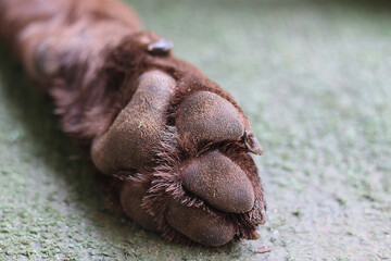 Dog paw on green carpet, labrador retriever leg