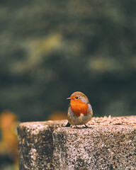 Bird Wildlife Macro Perspective Autumn Moody High quality photo