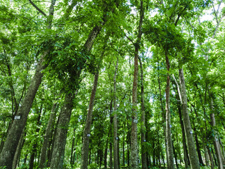 tree formations in the rainforest. natural trees for background design.