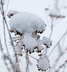Frozen dry grass in the snow.