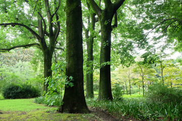 ユリノキの巨木、森林浴イメージ