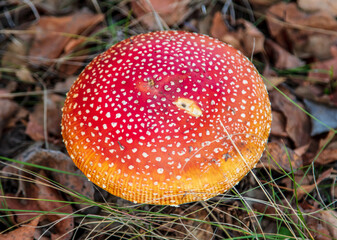 The red fly agaric mushroom grows in the forest.