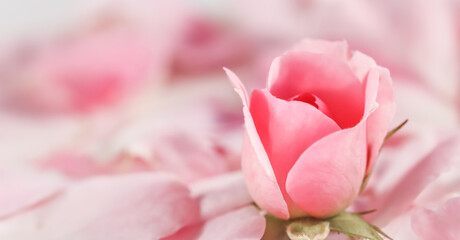 Soft focus, abstract floral background, bud of pink rose flower. Macro flowers backdrop for holiday brand design