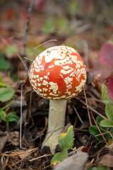 The red fly agaric mushroom grows in the forest.
