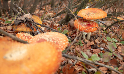 The red fly agaric mushroom grows in the forest.