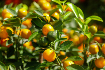 Ripe tangerines on the branches of a tree