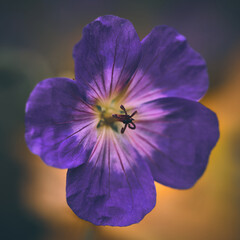 Flora Flowers Wildlife Macro Perspective Autumn Moody . High quality photo