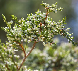 Close up of thuja branches in the park.
