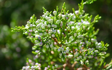 Close up of thuja branches in the park.