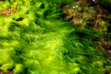 Close up of green algae on the seashore