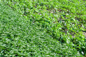 stinging nettles growing next to an an agricultural field