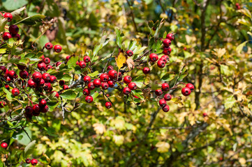 Obraz premium red berries of a hawthorn shrub in autumn
