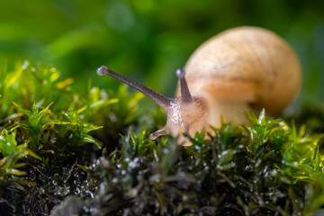 Macro photography Snail or slug shell on green Mosses.