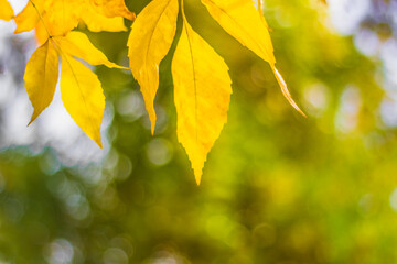 autumn leaves on a blurred background. Golden sunny autumn. Background. Selective focus