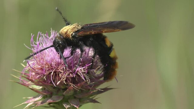 Shaggy Sphecius speciosus in family Crabronidae, cicada killer or cicada hawk, is large digger wasp species, sitting on bud of wild flower of thistle. Macro view a Insect in plant