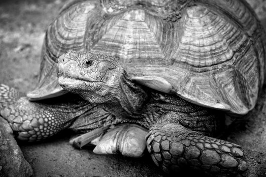 Impressed Tortoise looking camera in black and white color