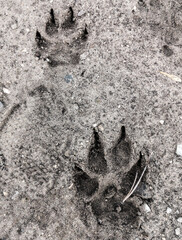 Dog footprints on frozen ground as background.