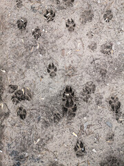 Dog footprints on frozen ground as background.
