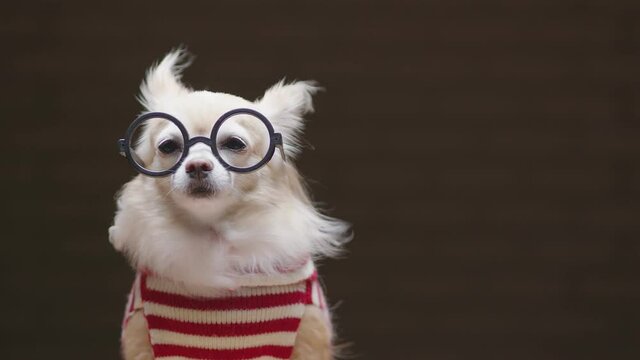 portrait of white color pomeranian wearing glasses lap dog animal sitting casual relax dark background