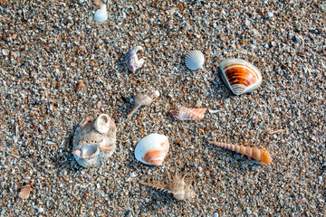 Sea shells on sand. Summer beach background. Top view