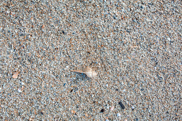 Sea shells on sand. Summer beach background. Top view