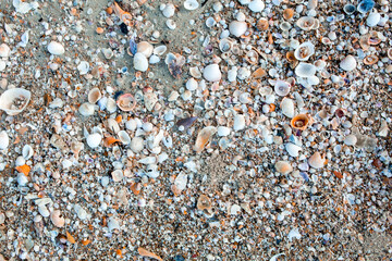 Sea shells on sand. Summer beach background. Top view