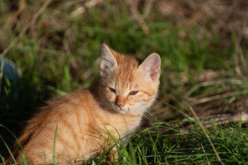 遊び疲れた子猫　茶トラ猫