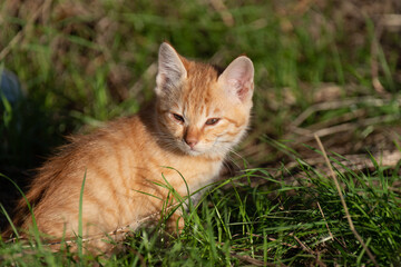 Naklejka na ściany i meble 遊び疲れた子猫　茶トラ猫