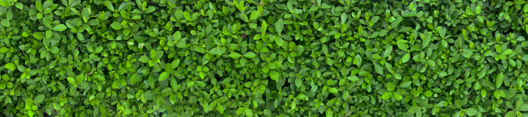 Fototapeta na wymiar Green Leaves background paronama view.