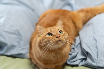 興味津々な猫　茶トラ猫