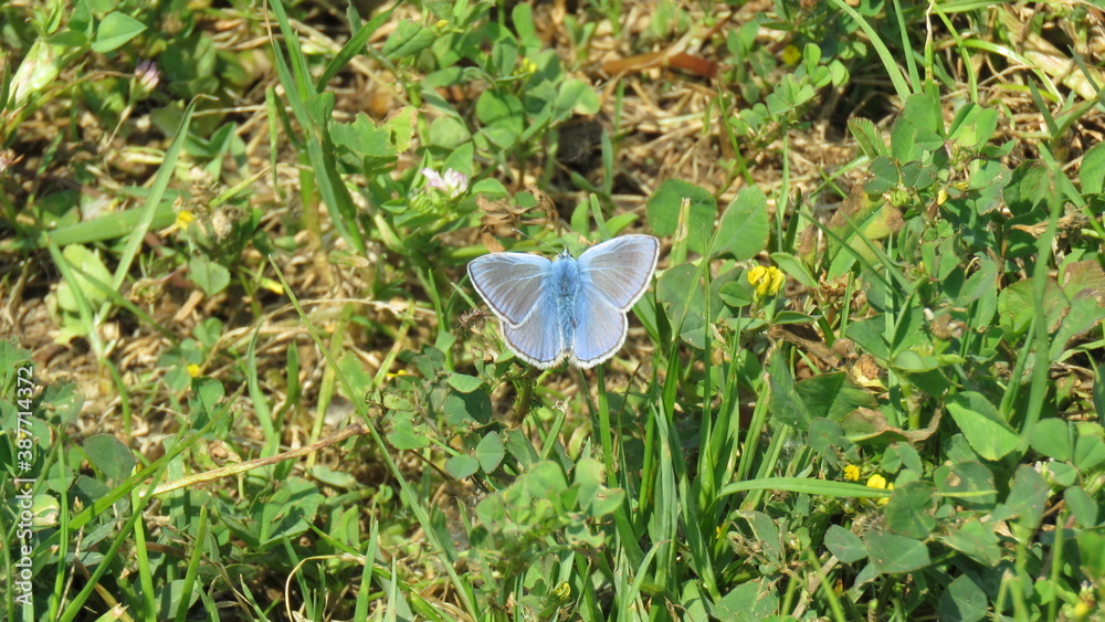 Wall mural polyommatus bellargus