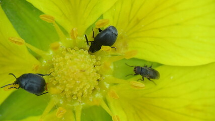 Macro mondo