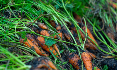 background of fresh carrots with tops and soil from the garden
