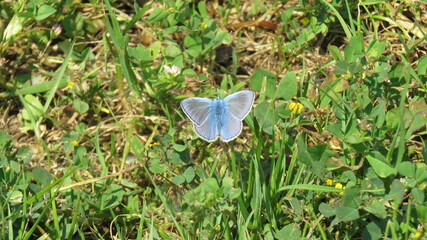 Polyommatus bellargus