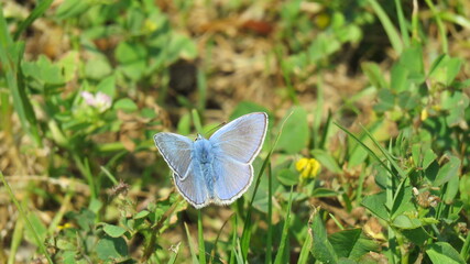 Polyommatus bellargus
