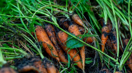 background of fresh carrots with tops and soil from the garden